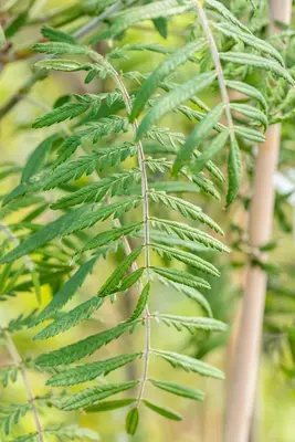 Sorbus 'Chinese Lace' (Lijsterbes 'Chinese Lace') - afbeelding 4