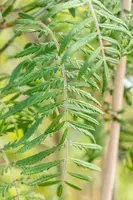 Sorbus 'Chinese Lace' (Lijsterbes 'Chinese Lace') - afbeelding 4
