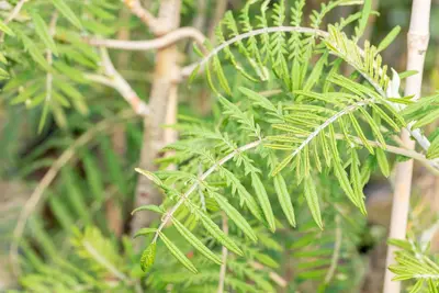 Sorbus 'Chinese Lace' (Lijsterbes 'Chinese Lace') - afbeelding 3