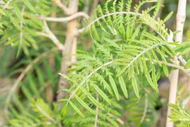 Sorbus 'Chinese Lace' (Lijsterbes 'Chinese Lace') - afbeelding 3