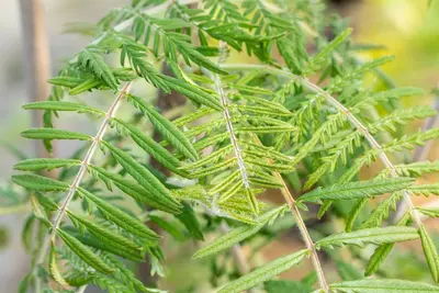 Sorbus 'Chinese Lace' (Lijsterbes 'Chinese Lace') - afbeelding 5