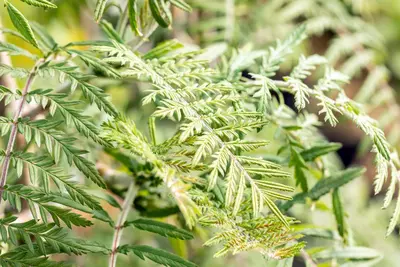 Sorbus 'Chinese Lace' (Lijsterbes 'Chinese Lace') - afbeelding 6