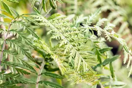 Sorbus 'Chinese Lace' (Lijsterbes 'Chinese Lace') - afbeelding 6