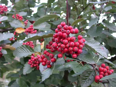Sorbus folgneri 'Emiel' (Lijsterbes 'Emiel') - afbeelding 1