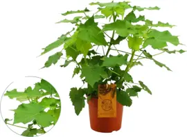 Sparmania africana (Kamerlinde) 50cm - afbeelding 1