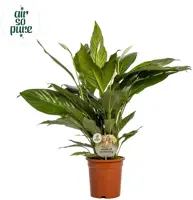 Spathiphyllum 'Bingo Cupido' (Lepelplant, Vaantjesplant) 80cm - afbeelding 1