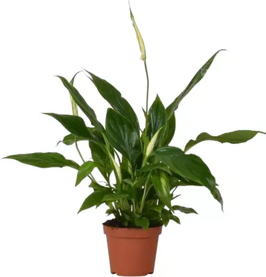 Spathiphyllum chopin (Lepelplant, Vaantjesplant) 30 cm - afbeelding 1