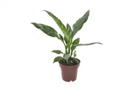 Spathiphyllum diamond (Lepelplant, Vaantjesplant) 40cm - afbeelding 1