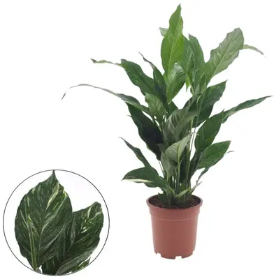Spathiphyllum floribundum 'Diamond' (Lepelplant) 65cm - afbeelding 1