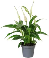 Spathiphyllum floribundum 'Tanni' (Spathiphyllum) 15cm - afbeelding 1