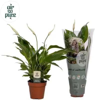 Spathiphyllum floribundum 'Torelli' (Lepelplant) 40cm - afbeelding 1