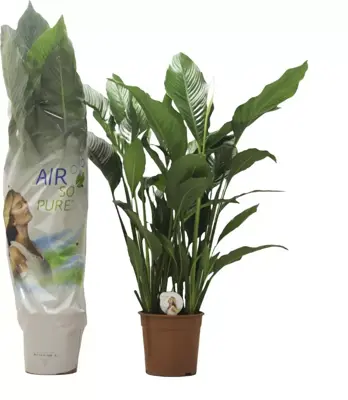 Spathiphyllum (Lepelplant, Vaantjesplant) 120cm - afbeelding 1