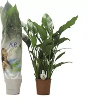 Spathiphyllum (Lepelplant, Vaantjesplant) 120cm - afbeelding 1