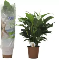 Spathiphyllum (Lepelplant, Vaantjesplant) 80cm - afbeelding 1