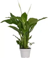 Spathiphyllum strauss (Lepelplant, Vaantjesplant) 50 cm - afbeelding 1