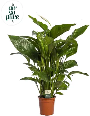 Spathiphyllum 'Sweet Lauretta' (Lepelplant) 90cm - afbeelding 1