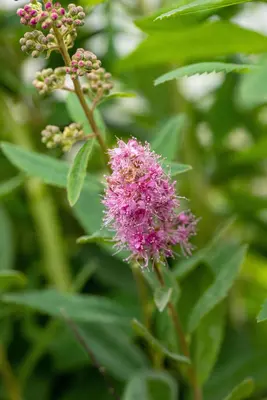 Spiraea billardii 'Triumphans' (Spiraea 'Triumphans') - afbeelding 1
