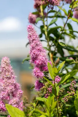 Spiraea billardii 'Triumphans' (Spiraea 'Triumphans') - afbeelding 3