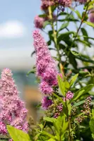 Spiraea billardii 'Triumphans' (Spiraea 'Triumphans') - afbeelding 3