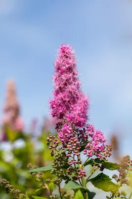 Spiraea billardii 'Triumphans' (Spiraea 'Triumphans') - afbeelding 5