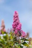 Spiraea billardii 'Triumphans' (Spiraea 'Triumphans') - afbeelding 5
