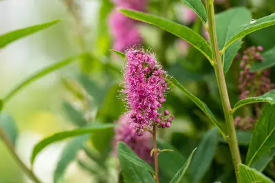 Spiraea billardii 'Triumphans' (Spiraea 'Triumphans') - afbeelding 2