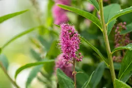 Spiraea billardii 'Triumphans' (Spiraea 'Triumphans') - afbeelding 2
