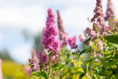 Spiraea billardii 'Triumphans' (Spiraea 'Triumphans') - afbeelding 4