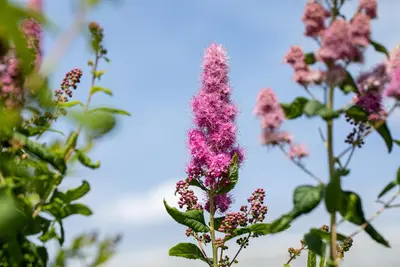 Spiraea billardii 'Triumphans' (Spiraea 'Triumphans') - afbeelding 6