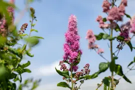 Spiraea billardii 'Triumphans' (Spiraea 'Triumphans') - afbeelding 6