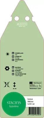 Stachys Byzantina (Ezelsoor) - afbeelding 2