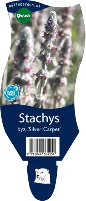 Stachys byzantina 'Silver Carpet' (Ezelsoor) - afbeelding 1