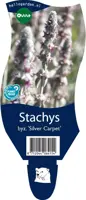 Stachys byzantina 'Silver Carpet' (Ezelsoor) - afbeelding 1