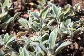 Stachys byzantina 'Silver Carpet' (Ezelsoor) - afbeelding 2