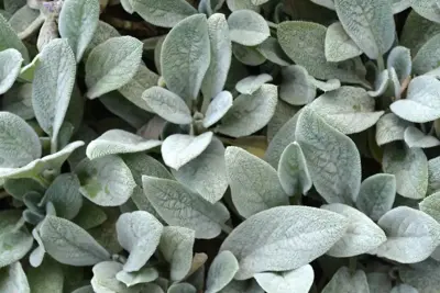 Stachys byzantina 'Silver Carpet' (Ezelsoor) - afbeelding 3