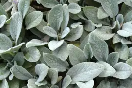 Stachys byzantina 'Silver Carpet' (Ezelsoor) - afbeelding 3