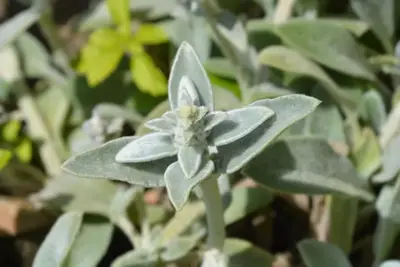 Stachys byzantina 'Silver Carpet' (Ezelsoor) - afbeelding 4