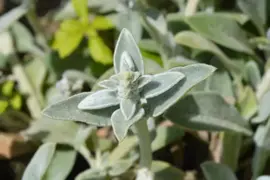Stachys byzantina 'Silver Carpet' (Ezelsoor) - afbeelding 4