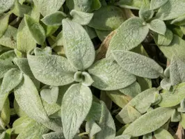 Stachys byzantina 'Silver Carpet' (Ezelsoor) - afbeelding 5