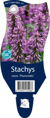 Stachys monieri 'Hummelo' (Andoorn) - afbeelding 1