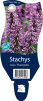 Stachys monieri 'Hummelo' (Andoorn) - afbeelding 1
