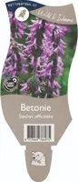 Stachys officinalis (Betonie) - afbeelding 1