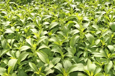 Stevia rebaudiana (Honingkruid) - afbeelding 9