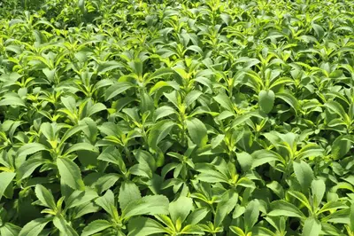 Stevia rebaudiana (Honingkruid) - afbeelding 10