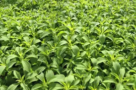 Stevia rebaudiana (Honingkruid) - afbeelding 10