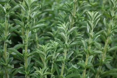 Stevia rebaudiana (Honingkruid) - afbeelding 4
