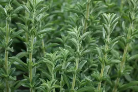 Stevia rebaudiana (Honingkruid) - afbeelding 4