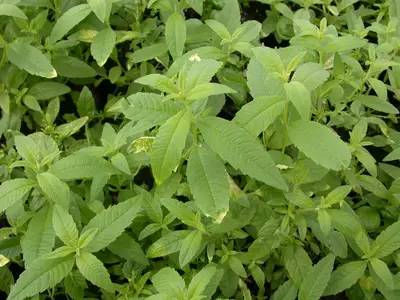 Stevia rebaudiana (Honingkruid) - afbeelding 8