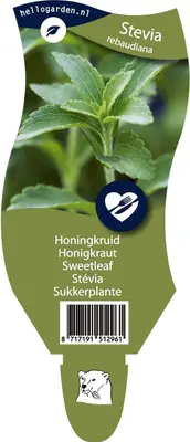 Stevia rebaudiana (Honingkruid) - afbeelding 1