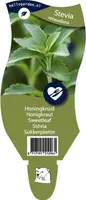 Stevia rebaudiana (Honingkruid) - afbeelding 1